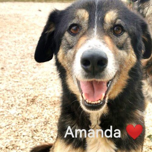 Amanda - 3 Anni (Nata Indicativamente A Febbraio Del 2022)  - Razza: Meticcio  - Taglia: Media – Medio Grande  